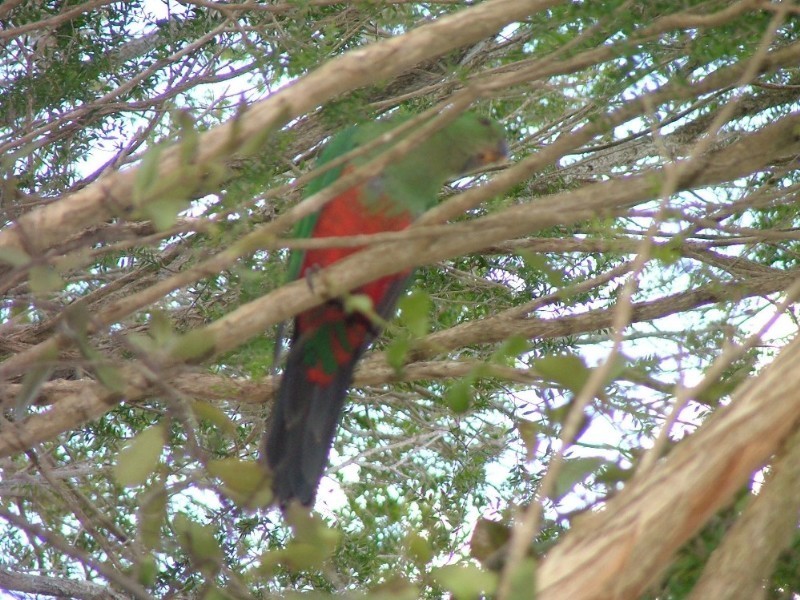 3 George Street, Crows Nest QLD 4355