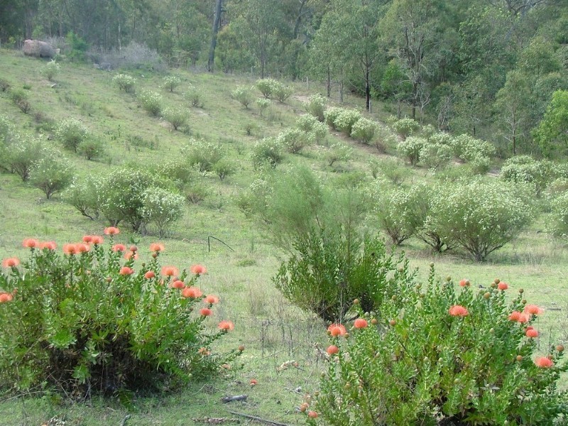 80 Middle Road, Crows Nest QLD 4355