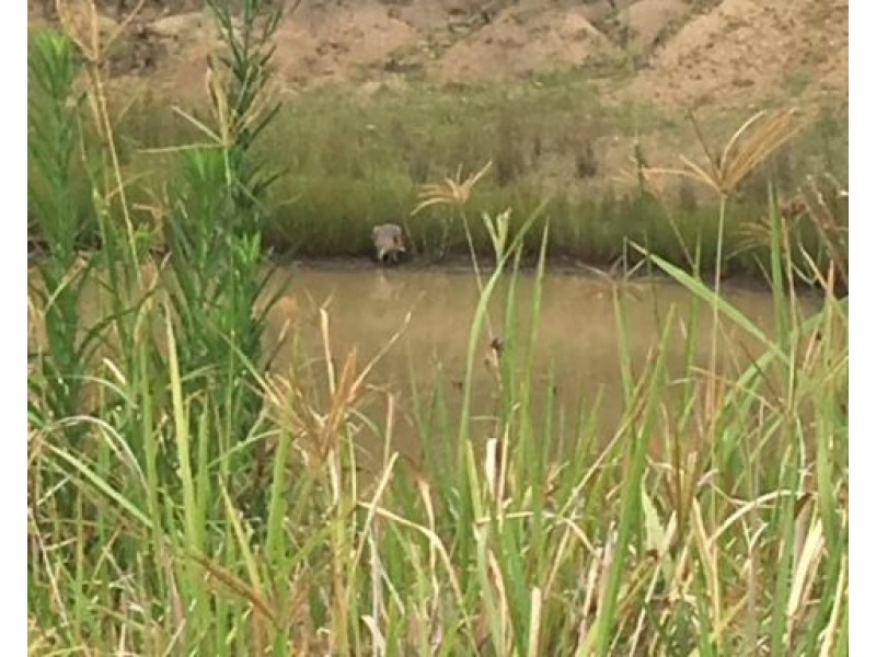 664 Pierce Creek Road, Crows Nest QLD 4355