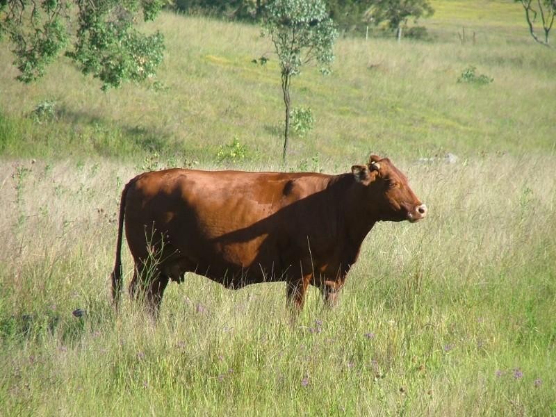 L9 Pierce Creek Road, Crows Nest QLD 4355