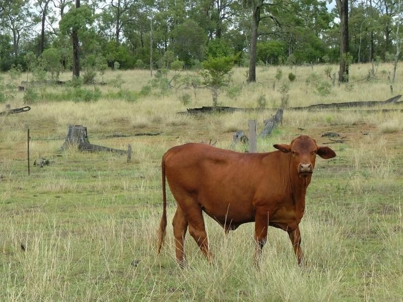 L169 Hill Road, Crows Nest QLD 4355