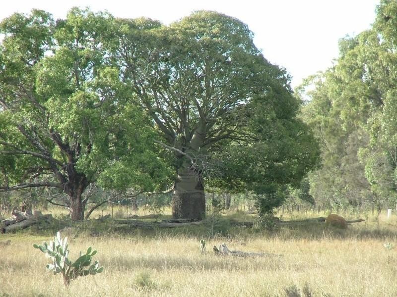 0 Pechey Maclagan Road, Oakey QLD 4401
