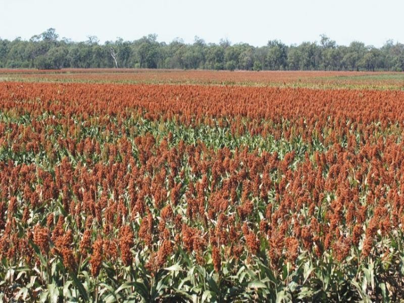 0 Pechey Maclagan Road, Oakey QLD 4401