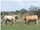 0 Pechey Maclagan Road, Toowoomba QLD 4350