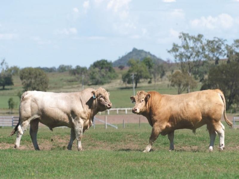 0 Pechey Maclagan Road, Toowoomba QLD 4350