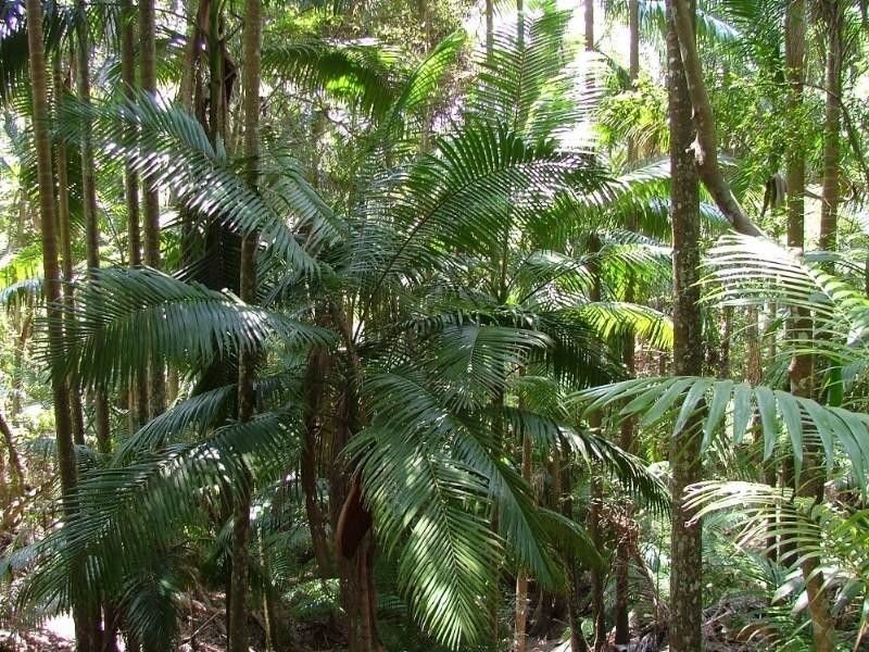 00 Case Road, Ravensbourne QLD 4352