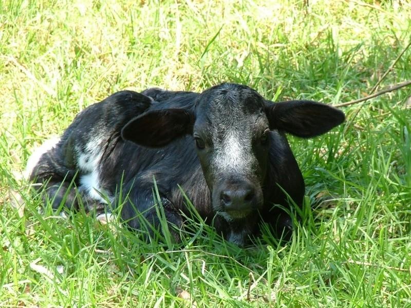 00 Case Road, Ravensbourne QLD 4352