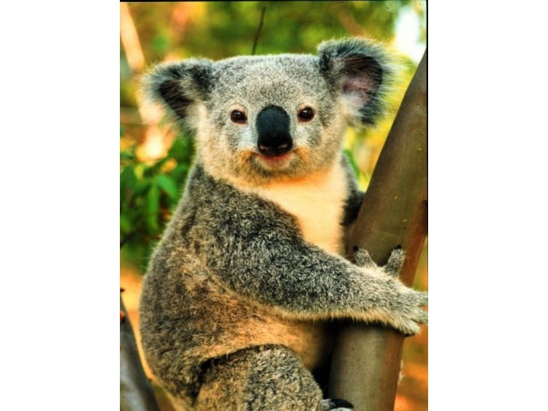 0 Seventeen Mile Road, Ravensbourne QLD 4352