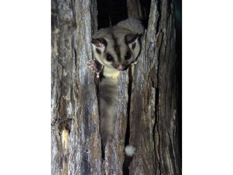 0 Seventeen Mile Road, Ravensbourne QLD 4352