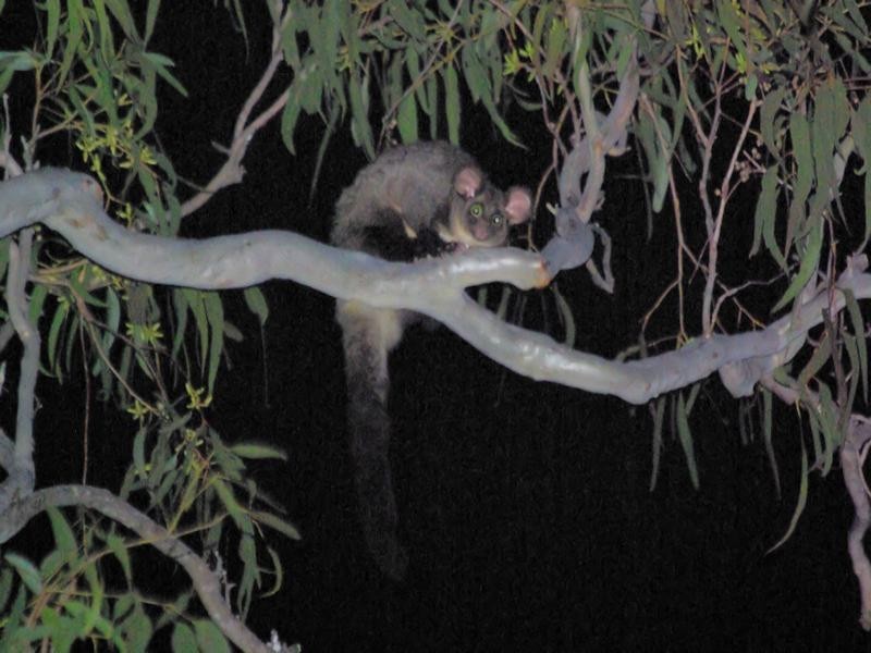 0 Seventeen Mile Road, Ravensbourne QLD 4352