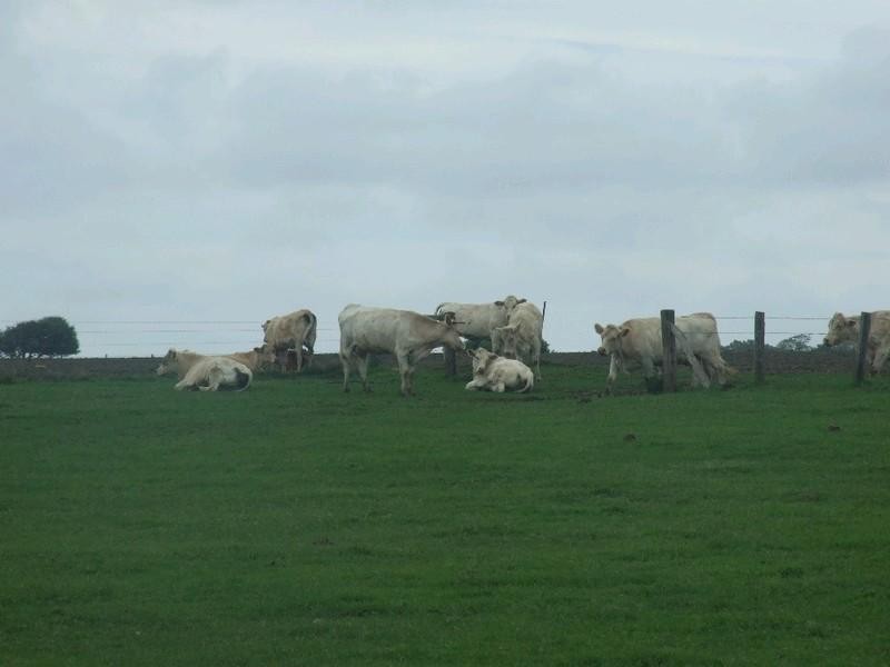 0 Pechey Maclagan Road, Oakey QLD 4401