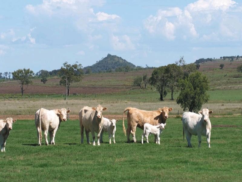 0 Pechey Maclagan Road, Oakey QLD 4401