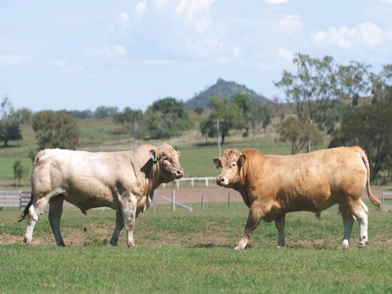 0 Pechey Maclagan Road, Toowoomba QLD 4350