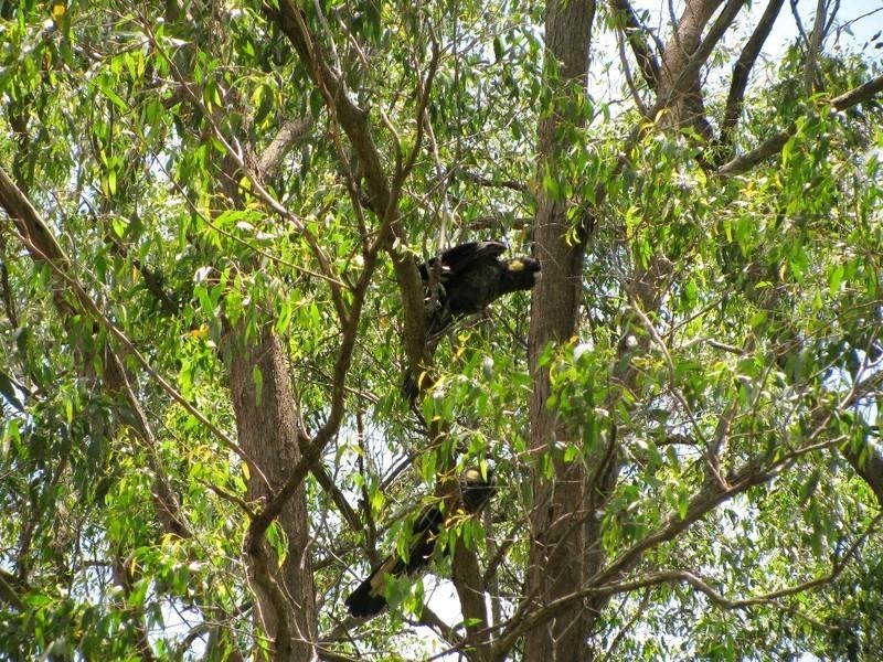 34 Pechey Forestry Road, Crows Nest QLD 4355