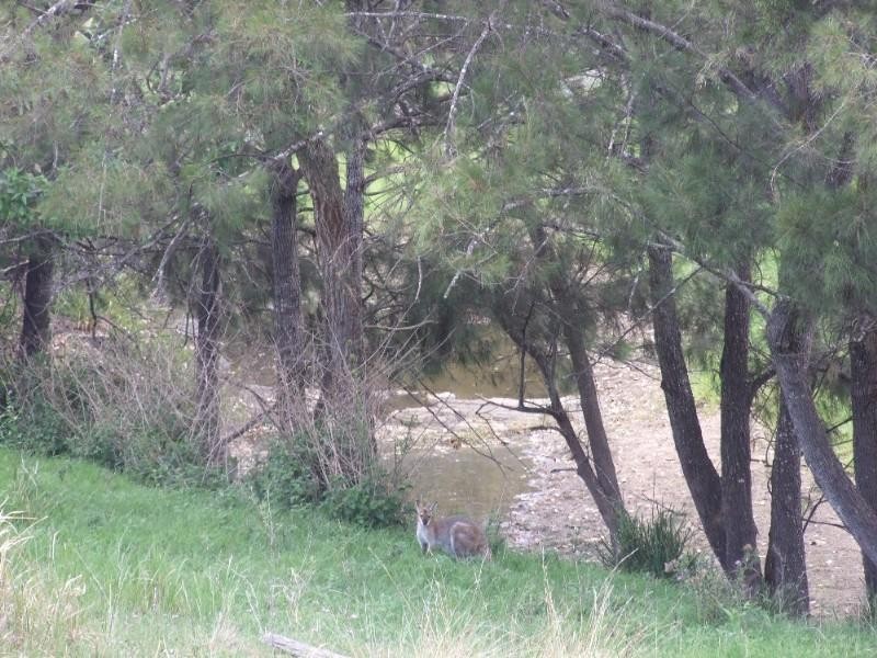 53 Fitch Road, Crows Nest QLD 4355