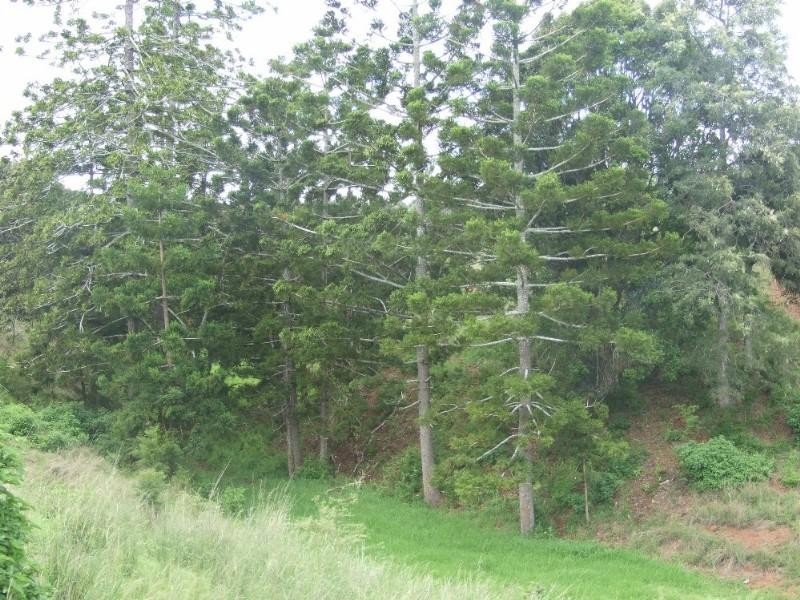 471 Upper Pinelands Road, Crows Nest QLD 4355