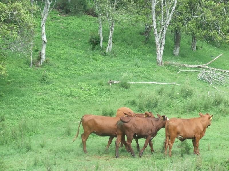 471 Upper Pinelands Road, Crows Nest QLD 4355