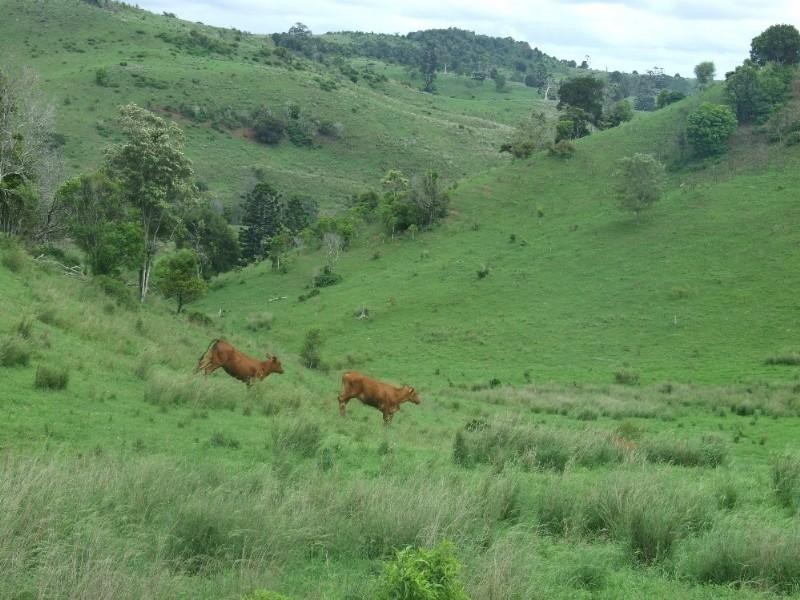 471 Upper Pinelands Road, Crows Nest QLD 4355