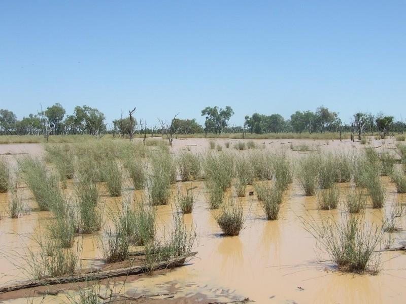 000 Bollon-Mitchell Road, Bollon QLD 4488