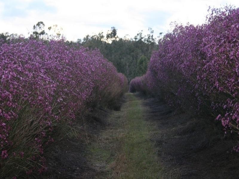 0 Perseverance Dam Road, Crows Nest QLD 4355