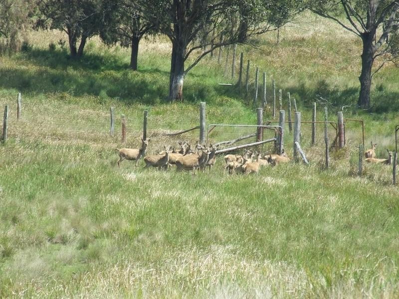 000 Anger Road, Crows Nest QLD 4355