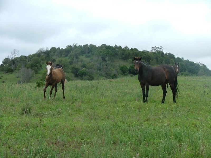 381 Djuan Road, Haden QLD 4353