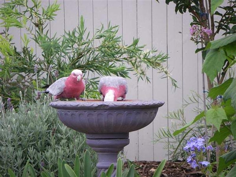 26 Parkland Drive, Crows Nest QLD 4355