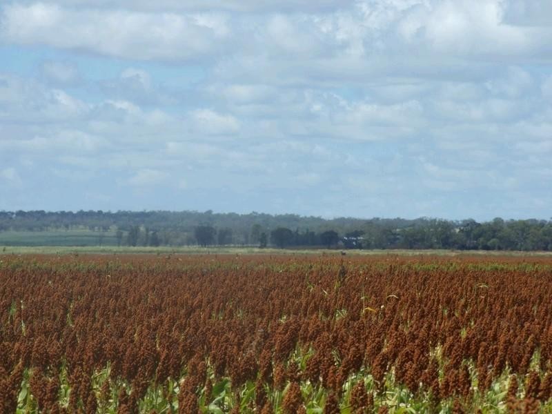 555 Brymaroo Irvingdale Road, Oakey QLD 4401