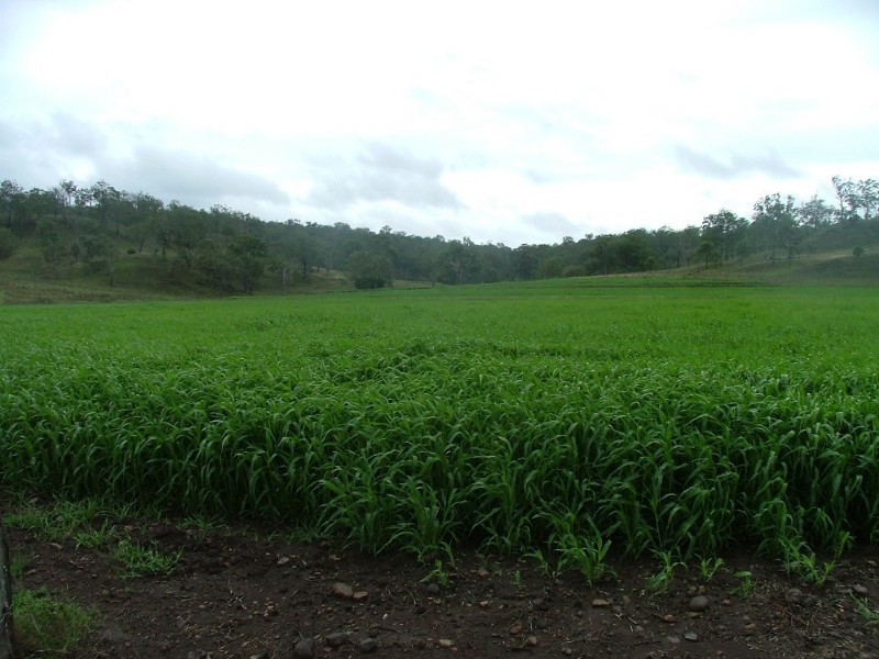 000 Plainby Douglas Road, Crows Nest QLD 4355