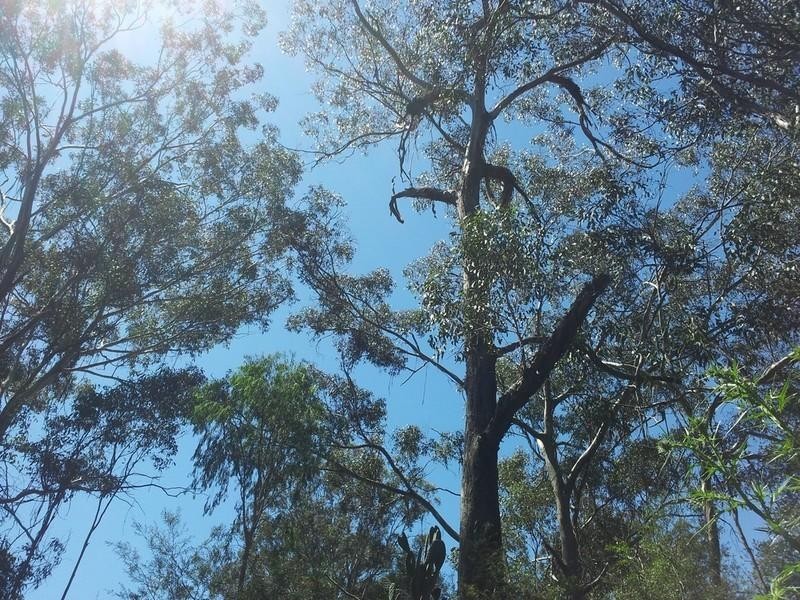 00 Pechey-Maclagan Road, Groomsville QLD 4352