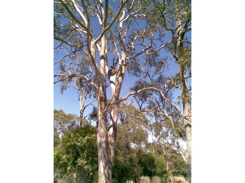 00 Pechey-Maclagan Road, Groomsville QLD 4352