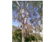 00 Pechey-Maclagan Road, Crows Nest QLD 4355