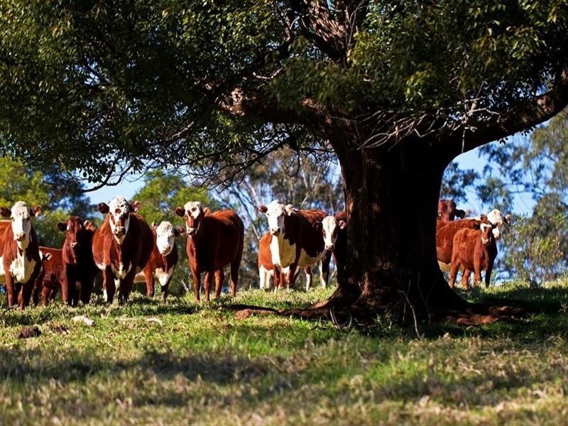 2973 Esk-Hampton Road, Ravensbourne QLD 4352