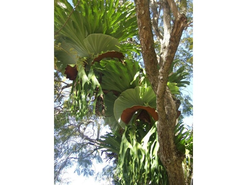 2973 Esk-Hampton Road, Ravensbourne QLD 4352