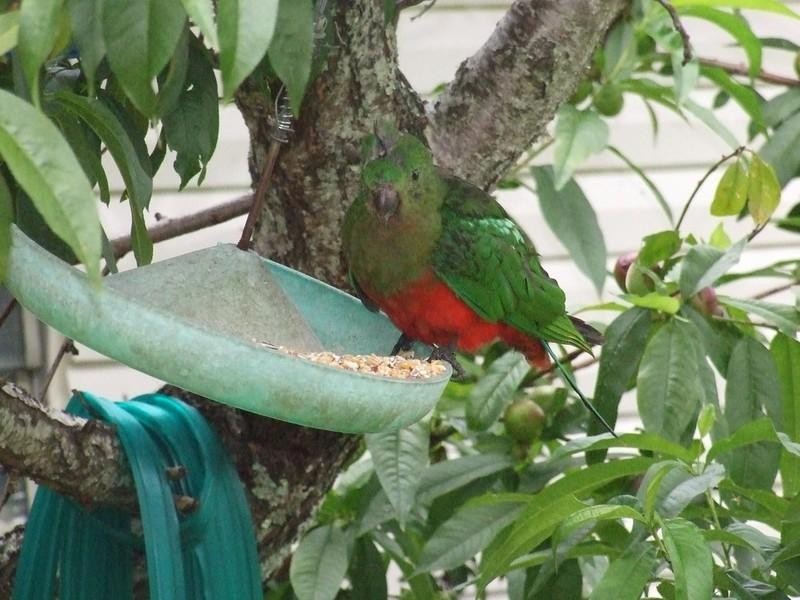 1 Nolan Street, Crows Nest QLD 4355