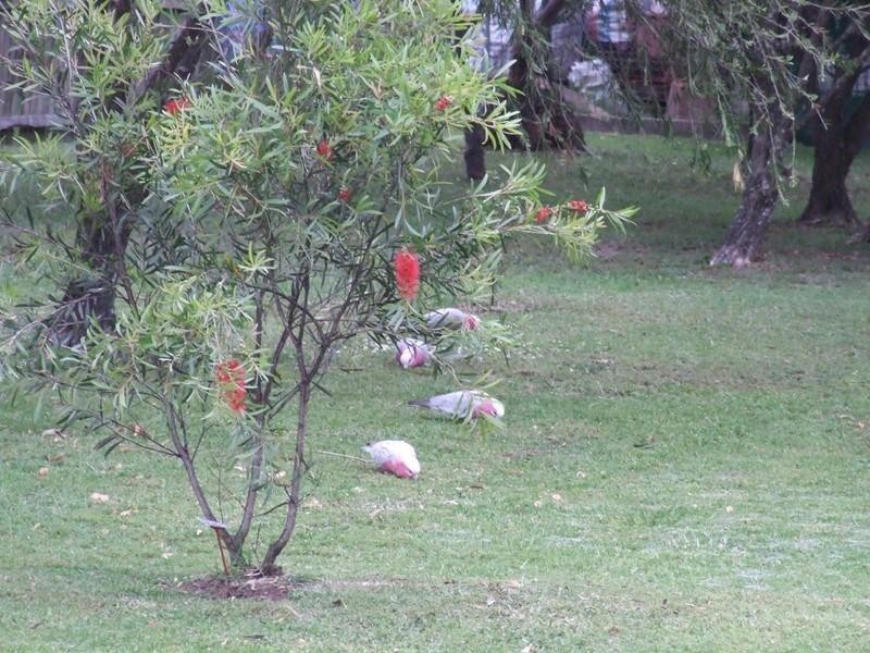 1 Nolan Street, Crows Nest QLD 4355