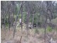 14 Dingo Mountain Road, Crows Nest QLD 4355