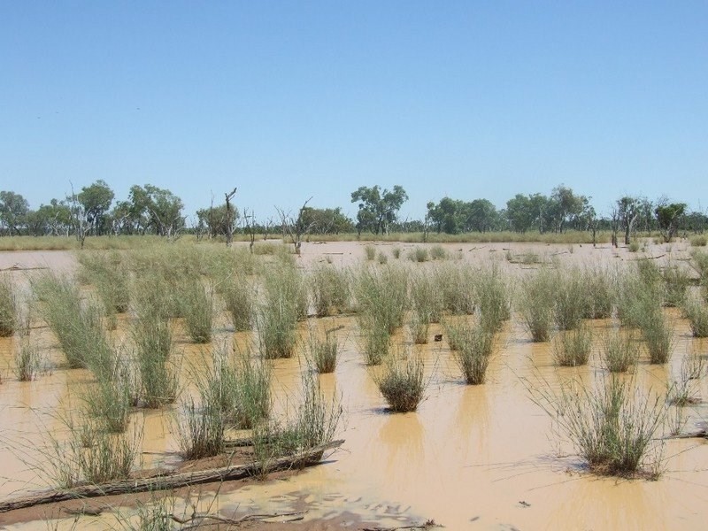 000 Bollon-Mitchell Road, Bollon QLD 4488