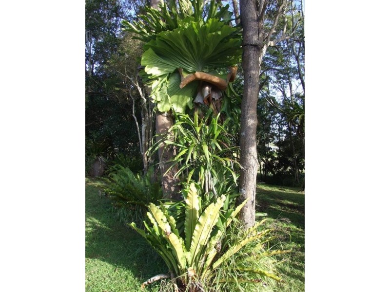 209 Pechey Forestry Road, Crows Nest QLD 4355