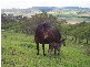 Upper Tenthill QLD 4343