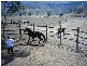 Upper Tenthill QLD 4343