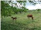 Upper Tenthill QLD 4343