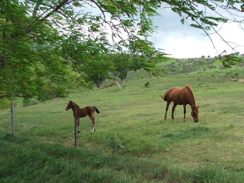 Upper Tenthill QLD 4343