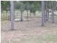 Gatton QLD 4343