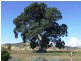 Gatton QLD 4343