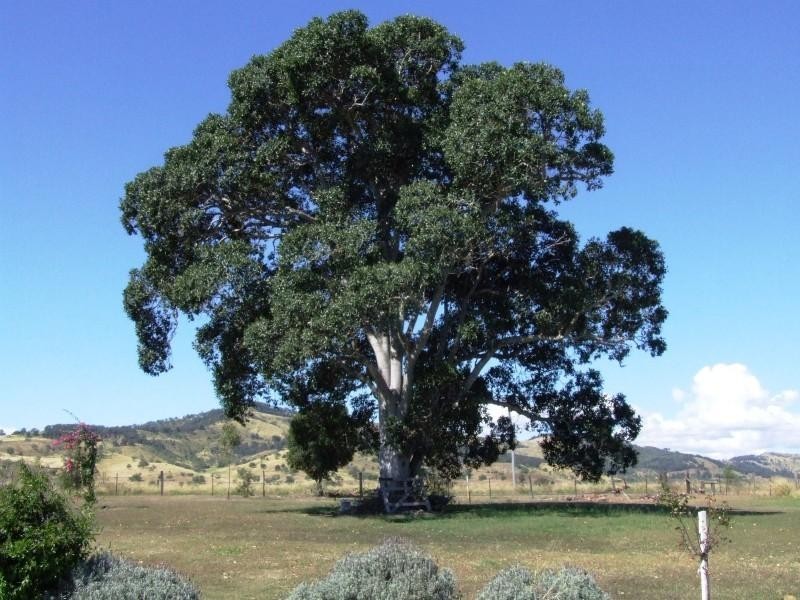 Gatton QLD 4343