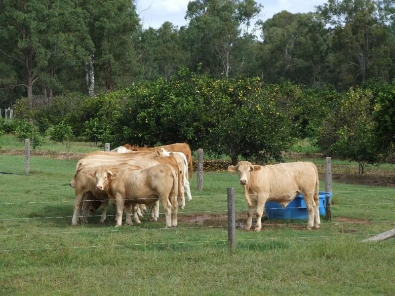 1331 Gatton Esk Road, Spring Creek QLD 4343