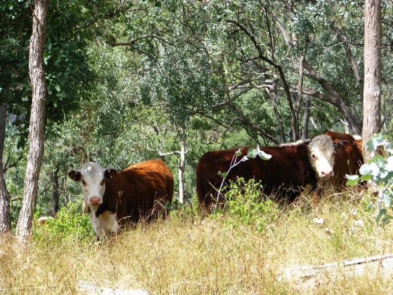 Ma Ma Creek QLD 4347