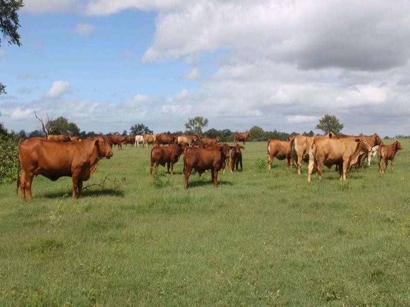 Gatton QLD 4343