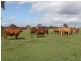 Gatton QLD 4343